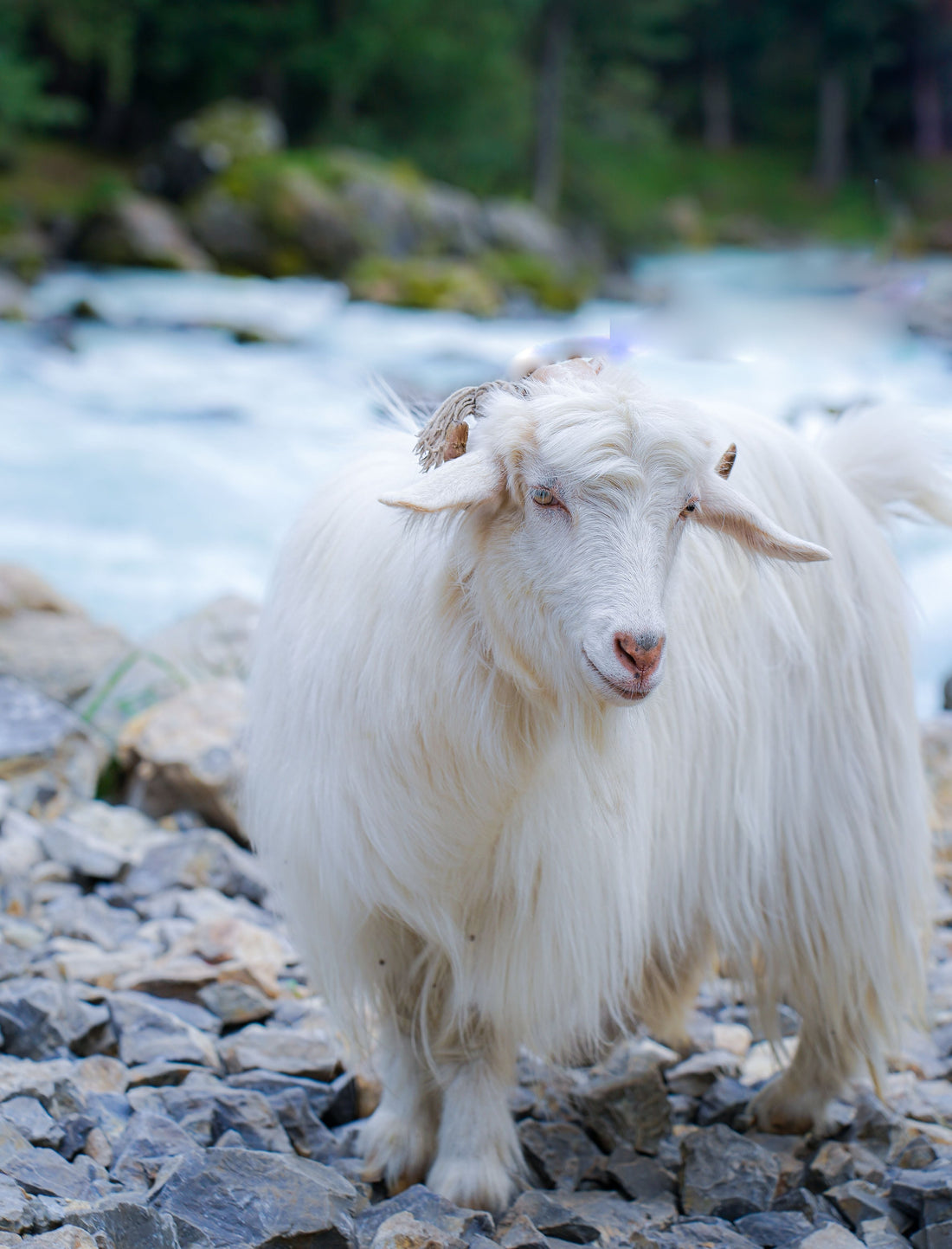 What Is Aari Pashmina? The Finest Down in the World, and Why It Comes From One Place